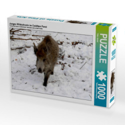 Junges Wildschwein im Colditzer Forst (Puzzle)