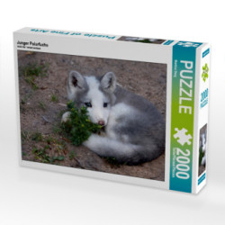 Junger Polarfuchs (Puzzle)