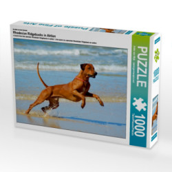 Ein Motiv aus dem Kalender Rhodesian Ridgebacks in Aktion (Puzzle)