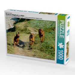 Ein Motiv aus dem Kalender Rhodesian Ridgebacks in Aktion (Puzzle)