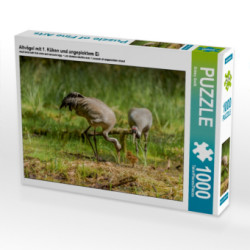 Altvögel mit 1. Küken und angepicktem Ei (Puzzle)