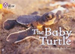 Baby Turtle