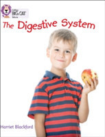 Digestive System