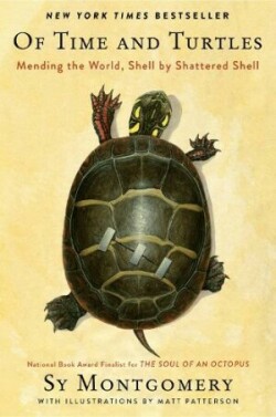 Of Time And Turtles