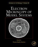 Electron Microscopy of Model Systems