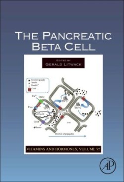 Pancreatic Beta Cell