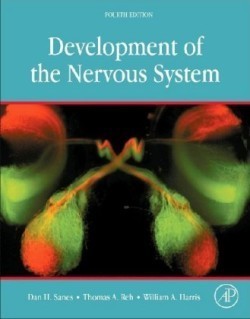 Development of the Nervous System