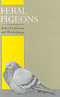 Feral Pigeons