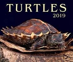 Turtles 2019
