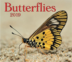 Butterflies 2019