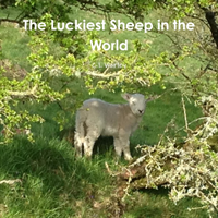 Luckiest Sheep in the World