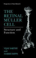 Retinal Müller Cell