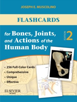 Flashcards for Bones, Joints, and Actions of the Human Body