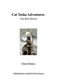 Cat Tosha Adventure