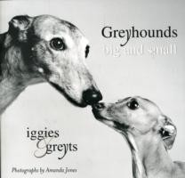 Greyhounds Big And Small