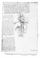 Leonardo'S Anatomical Drawings