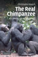 Real Chimpanzee