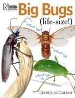 Big Bugs Life-Size