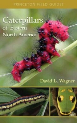 Caterpillars of Eastern North America