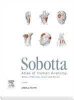 Sobotta Tables of Muscles, Joints and Nerves English/latin,