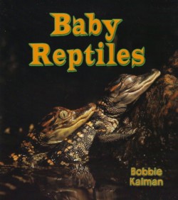 Baby Reptiles