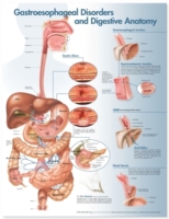Gastroesophageal Disorders and Digestive Anatomy Chart