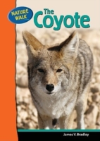 Coyote