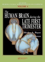 Human Brain During the Late First Trimester