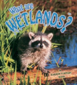 What Are Wetlands