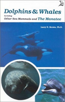 Dolphins & Whales