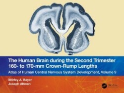 Human Brain during the Second Trimester 160– to 170–mm Crown-Rump Lengths