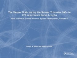 Human Brain during the Second Trimester 160– to 170–mm Crown-Rump Lengths