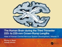 Human Brain during the Third Trimester 225– to 235–mm Crown-Rump Lengths