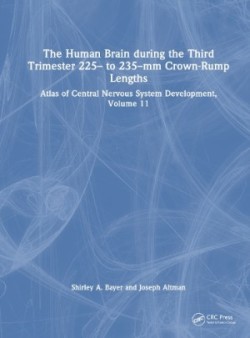 Human Brain during the Third Trimester 225– to 235–mm Crown-Rump Lengths
