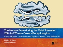 Human Brain during the Third Trimester 260– to 270–mm Crown-Rump Lengths