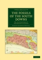 Fossils of the South Downs