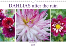 Dahlias After the Rain 2018