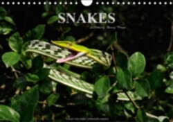 Snakes / UK-Version 2018