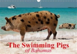 Swimming Pigs of Bahamas 2018