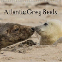 Atlantic Grey Seals 2018