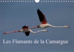 Flamants De La Camargue 2018