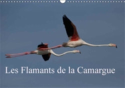 Flamants De La Camargue 2018