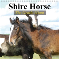 Shire Horse - the Gentle Giant 2018