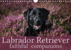 Labrador Retriever - Faithful Companions 2018