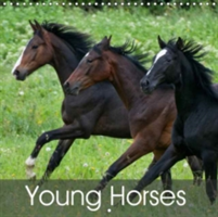 Young Horses 2018