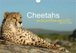 Cheetahs Fascinating Big Cats 2018