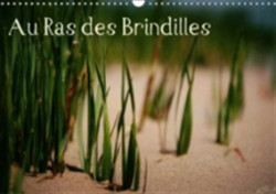 Au Ras Des Brindilles 2018