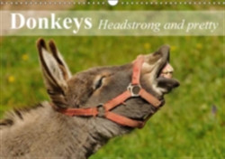 Donkeys Headstrong and Pretty 2018