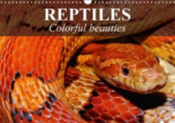 Reptiles Colorful Beauties 2018