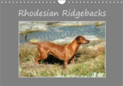 Rhodesian Ridgebacks 2018